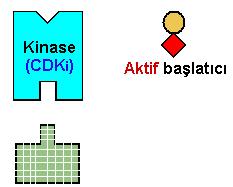 İğ ipliklerinin, kromozomların kinetokorlarına bağlanıp-bağlanmadığı kontrol edilir. İğ ipliklerinin kromozomlara bağlanmasında hata yoksa devam et sinyali verilir.