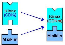 **Mitoz bölünme: Bir hücreden iki hücre oluşur. Kromozom sayısı değişmez. Çeşitlilik olmaz. n, 2n, 3n kromozomlu hücreler mitoz bölünme geçirebilir.