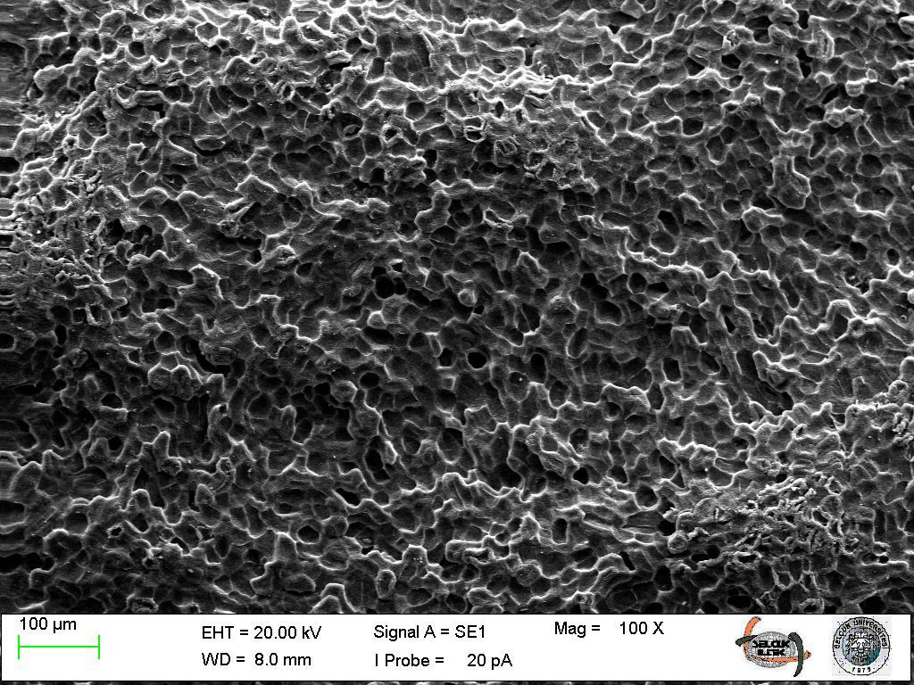 (chancing SEM Photos with NaOH  (a) 10 kx, (b)5