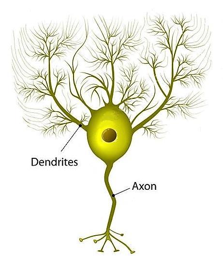 5- Beyin Temelli (Nörofizyolojik) Öğrenme Kuramları Nörofizyolojik kurama göre öğrenme; beyinde meydana gelen biyokimyasal değişmelerdir.