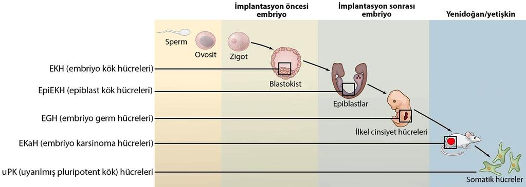 Pluripotent Kök Hücre Türleri (Laboratuvarda ÜreUlmiş) Can