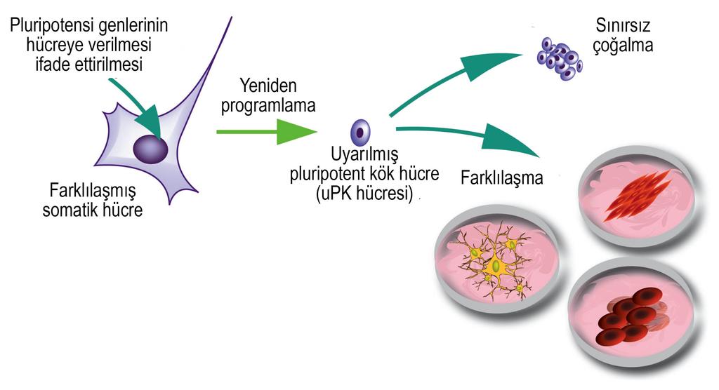 Uyarılmış Pluripotent