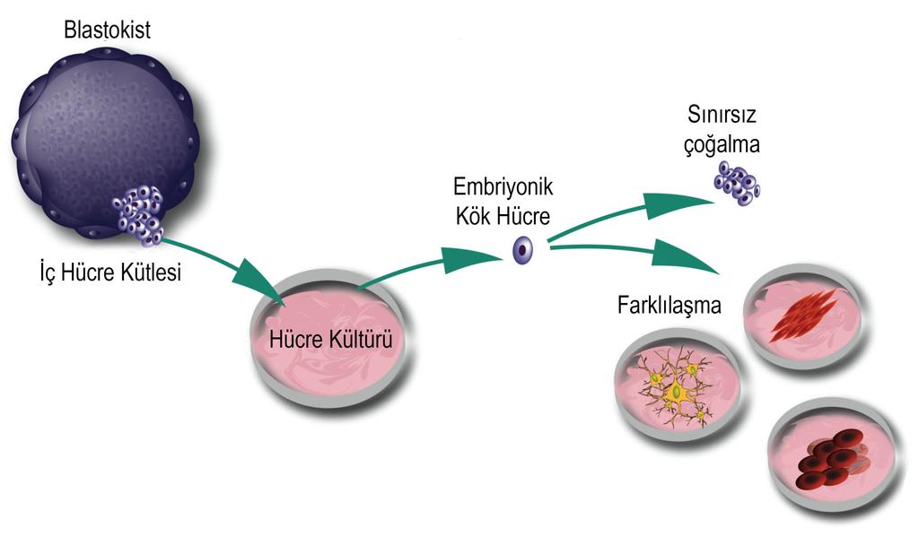 Fare Evans MJ, Kaufman MH. (1981) Establishment in culture of pluripotenual cells from mouse embryos. Nature. 292:154-6. MarUn GR.