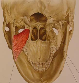 Tuberositas Pterygoidea M.Pterygoideus Medialis Fossa Pterygoidea Resim 5: M.