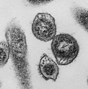 ayrıca tüm bakteri DNA sının %40 ını oluşturan 17-21 sirküler (Cp) veya