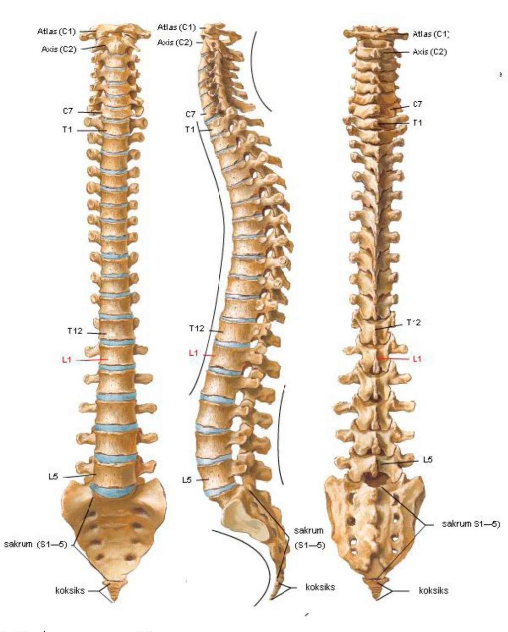 Ekstrensek stabilite ise göğüs kafesi tarafından sağlanır. Her kosta, interkostal kaslar ve ligamentler tarafından desteklenir.