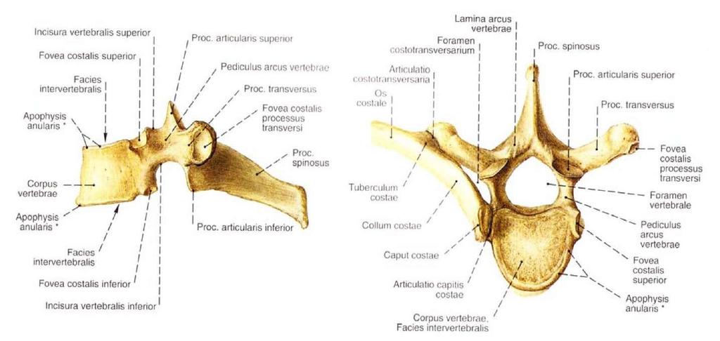 1. Corpus vertebra 2. Arcus vertebra a. Pediculus vertebra b. Lamina vertebrale 3. Foramen vertebrale 4. Processus spinosus 5. Processus transversus 6.