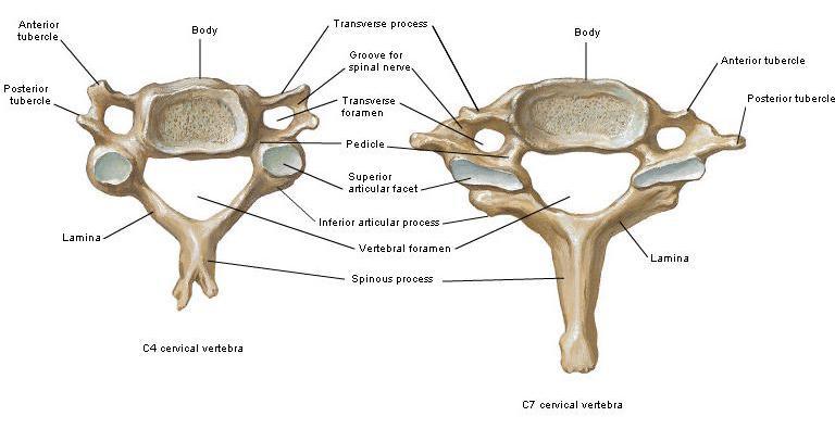 İkinci ile beşinci vertebralar arası spinöz çıkıntılar ikiye ayrılmış olup iki küçük tüberkül ile sonlanır.