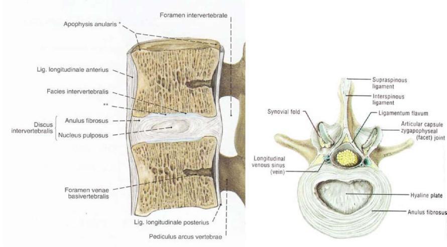 Ligamentum flavum, laminanın anterior inferior sınırından, alttaki laminanın posterior sınırına uzanır. Çok miktarda elastik lifler içerdiğinden rengi sarımtıraktır (Şekil 8) (20).