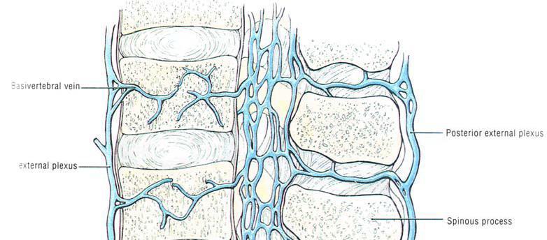 Posterior santral ve prelaminar arterler ise internal arterlerden oluşur ve omurga orta kısmını, özellikle iki taraflı olarak korpusları ve arkusları kanlandırırlar (Şekil 10) (20,22). Şekil 10.