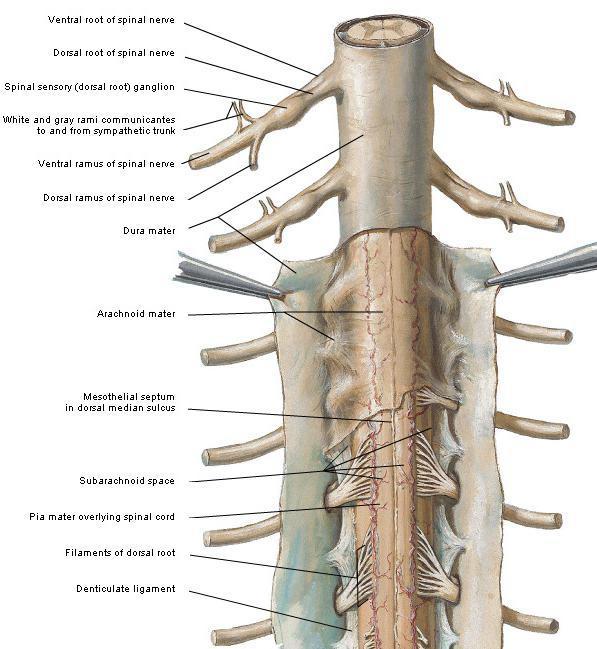 SİNİRSEL AĞ Spinal kanal içerisinde medulla spinalis, nöral kökler ve cauda equina bulunur.