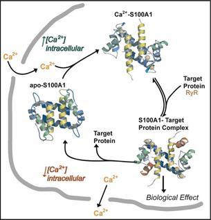 28 Hücre içi Hedef protein Hedef protein S100A1-Hedef protein kompleksi Hücre içi Biyolojik etki Şekil 2.2. S100A1 ilgili moleküllerle etkileşime geçebilmek için kalsiyuma bağımlı değişiklikler göstermektedir.