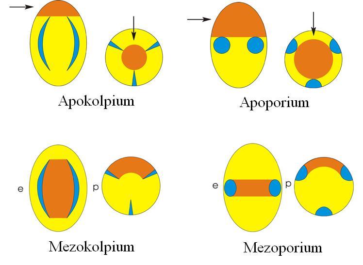 ġekil 16: Apokolpium, Apoporium, Mezeokolpium ve Mezoporium alanları (Punt vd., 2007). Apertürler hidrasyon veya dehidrasyon durumlarında sitoplazmada ozmatik basıncın değiģmesini sağlarlar.