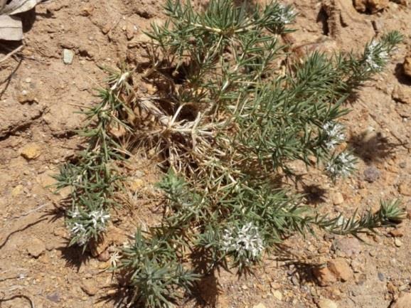 3.6.1 Acanthophyllum acerosum Sosn. Yastık oluģturan, gövde ve yapraklar yoğun tüylerle kaplıdır. Enine kesitte yapraklar dairesel ve yarıdaireseldir.