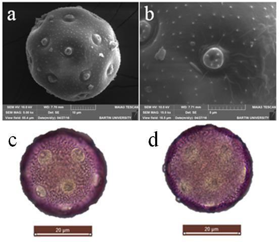 ġekil 60: Acanthophyllum acerosum polen SEM genel görünüm (a), SEM por görünümü (b), ıģık mikroskobu polar görünüm (c), ekvatoral görünüm (d). 5.1.2 Acanthophyllum microcephalum Boiss.