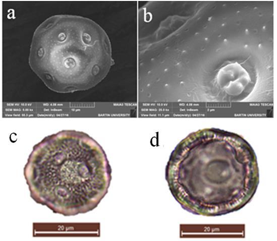 ġekil 61: Acanthophyllum microcephalum polen SEM genel görünüm (a), SEM por görünümü, (b), ıģık mikroskobu polar görünüm (c), ekvatoral görünüm (d). 5.1.3 Acanthophyllum mucronatum C. A. Mey.