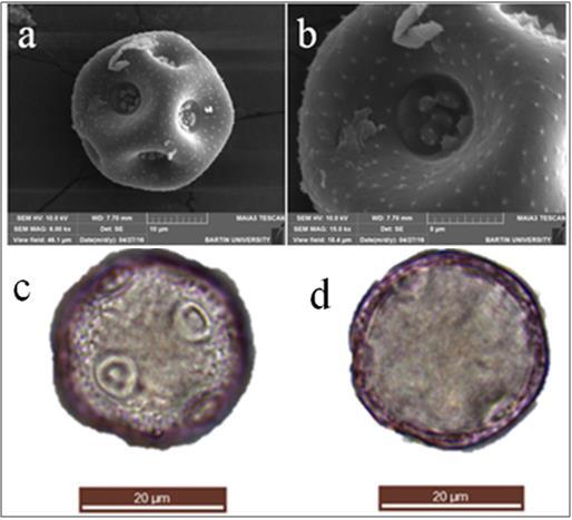 ġekil 62: Acanthophyllum mucronatum polen SEM genel görünüm (a), SEM por görünümü (b), ıģık mikroskobu polar görünüm (c), ekvatoral görünüm (d). 5.1.