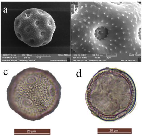 ġekil 63: Acanthophyllum oppositiflorum polen SEM genel görünüm (a), SEM por (b), ıģık mikroskobu polar görünüm (c), ekvatoral görünüm (d). 5.1.5 Acanthophyllum verticillatum C. A. Mey.