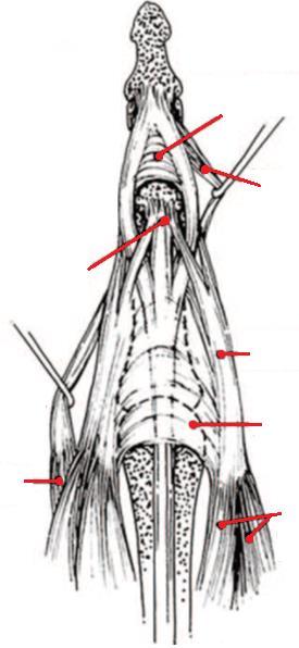 MKF eklem ve distalindeki ekstansör sistem (lateralden görünüş) Distal Interfalangeal Eklem Trianguler Ligaman Proksimal Interfalangeal
