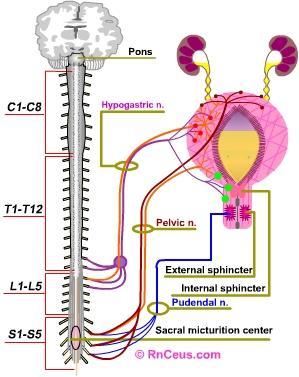 Pons C 1 -C 8 N.Hipogastrikus T 1 -T 12 N.
