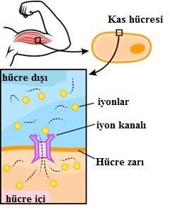 2.1. Zehirlerin Genel Etki Mekanizması Zehirler, genellikle hücre davranışını bozarak etki ederler.