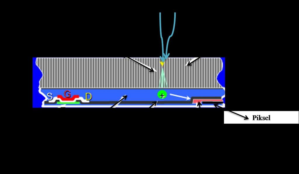 gönderilirler. Elektronlar TFT lerde yukarıda bahsedildiği gibi sinyale dönüştürülürler. Oradan da elde edilen pulslar (sinyaller)sayısallaştırılarak dijital görüntü elde edilir.