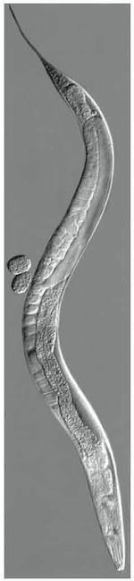 1.3 Caenorhabditis elegans yaşam döngüsü Genetik çalışmalarda, özellikle gelişimin genetik temelinin araştırılmasında yaygın olarak kullanılan bir model organizmadır.