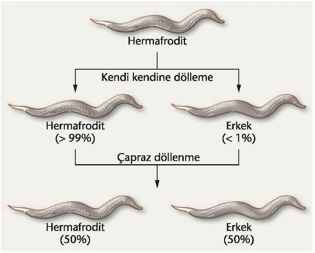 1.3 C. elegans Kendi kendini dölleme sürecinde, depo edilen spermler kullanılır.