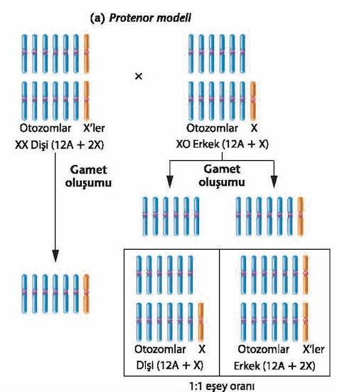 2. X ve Y kromozomlarıyla cinsiyet belirlenmesi Protenor modeli cinsiyet tayini (XX/XO) 1906 - Protenor böceğinin dişi somatik hücrelerinde 2'si X olmak üzere 14 kromozom bulunduğu gösterilmiştir.
