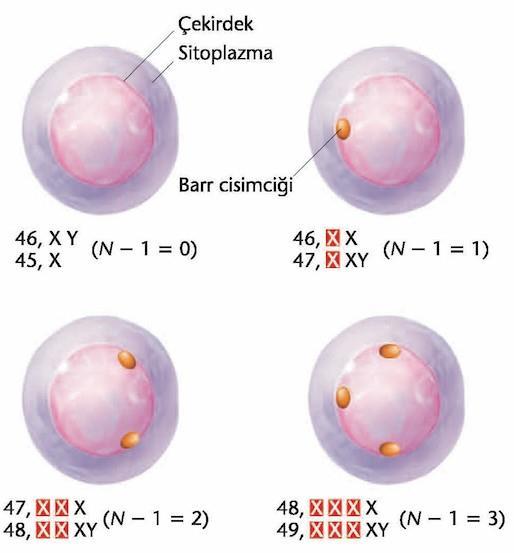 5.1 Barr cisimcikleri Kaç tane X kromozomu olduğuna bakılmaksızın, bir tanesi hariç, tüm X kromozomları