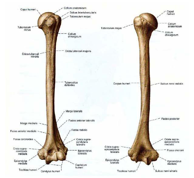 4.GENEL BİLGİLER 4.1 Humerus kemik anatomisi Bütün uzun kemiklerde olduğu gibi humerusun da bir üst ucu, bir alt ucu ve de cismi vardır. Üst ucu scapula ile, alt ucu ise radius ve ulna ile eklemleşir.
