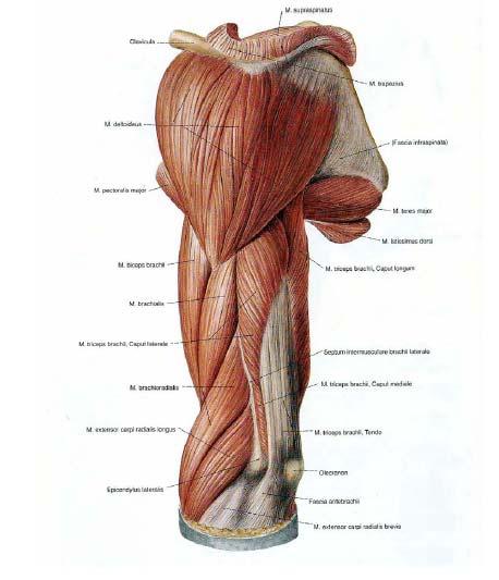 Şekil 4 M.coracobrachialis kolun üst ve iç tarafında bulunan küçük bir kastır. Scapula nın processus coracoideus undan başlayıp crista tuberculi minoris in altında humerusa yapışır.