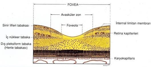 Foveola: 350 μm çaplı, 150 μm kalınlığında sadece konilerin yer aldığı retinanın en ince bölgesidir. GHT bulunmamaktadır. Avasküler olup, kapillerlerin oluşturduğu bir halka ile çevrelenir.
