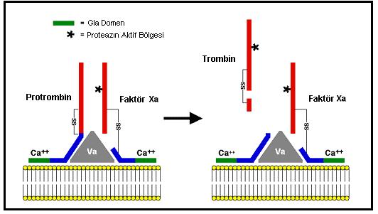 13 Tablo 2.3 : Faktör V ve trombositler tarafından protrombin aktivasyonunun hızlandırılması [4].
