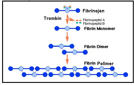 11 : Fibrin molekülünün polimerizasyonu [4] Faktör XIIIa tarafından fibrin polimerlerinin kovalent çapraz bağlanması,