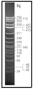31 3.2.5. DNA Analiz Yöntemleri 3.2.5.1.Poliakrilamit Jel Elektroforezi % 30 (29:1) ve % 30 (19:1) stok poliakrilamit jelleri ıstıcılı manyetik karıştırıcıda hazırlandı.