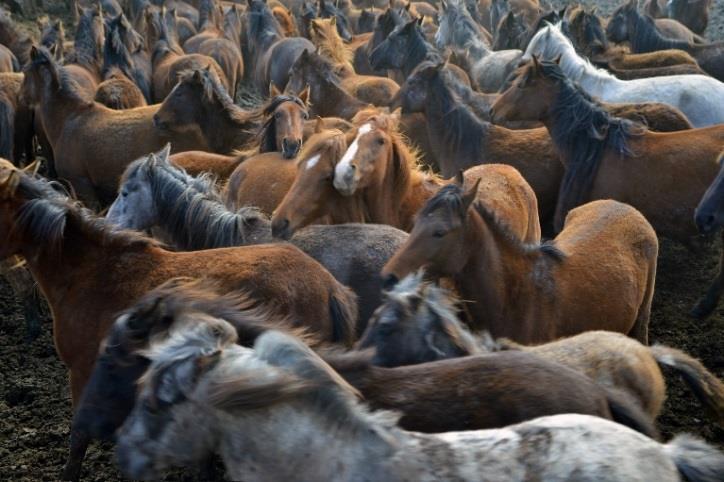 fotoğraflanması - Kamış hasatı yapan işçilerin