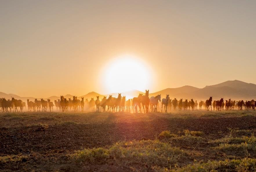 Yılkı Atlarının bulunduğu Hürmetçi Köyü ne geçiş - Öğle