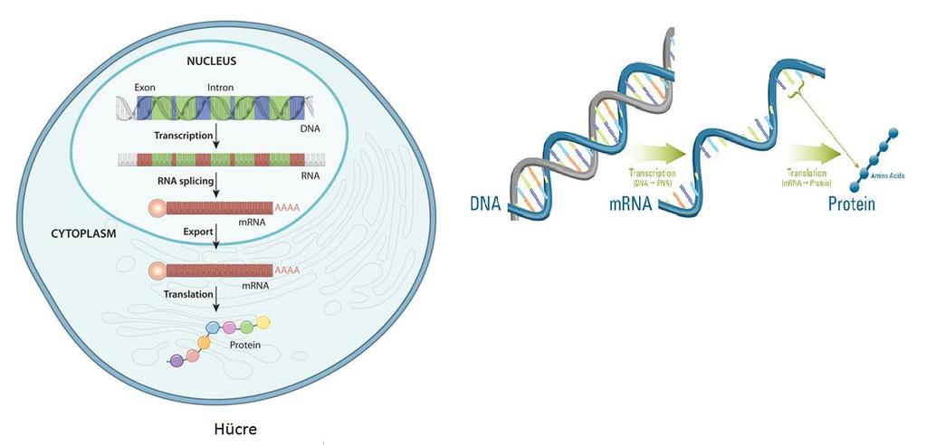 Kanserlerdeki Moleküler Profilleme Yaklaşımları ***Somatik değişikliklerin birikimi Kanserde DNA Değişiklikleri : - Kromozomal bozukluklar; karyotipleme - Mutasyon tarama; spesifik bölgeler - tüm