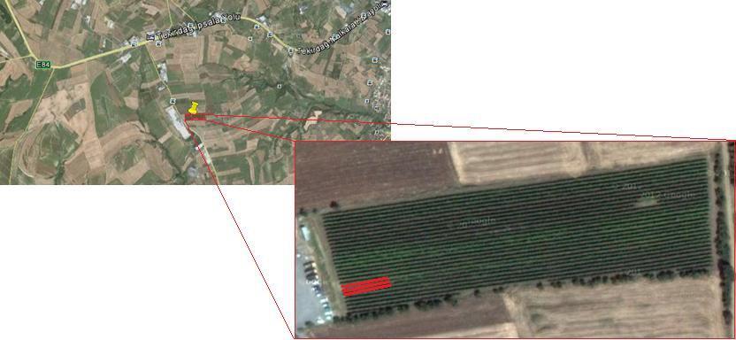 3. MATERYAL ve YÖNTEM Bu araştırma, 2012 yılı vejetasyon periyodunda 40 56'7,46'' K ve 27 27'7,11'' D enlem ve boylamda, denizden yüksekliği 150-200m olan üretici bağındaki parselde