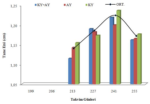 Gray ve Coombe (2009), tane boyutlarının çiçek primordiumlarının oluştuğu dönemde belirlendiğini saptamışlardır.