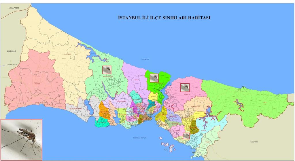 Türlerinin İlçelere Göre Dağılımı