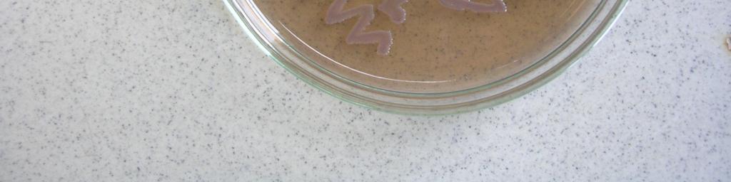 oluşturduğu gözlendi. E. coli O157:H7 nin CT-SMAC agardaki üremesi Şekil 3 te gösterilmiştir.