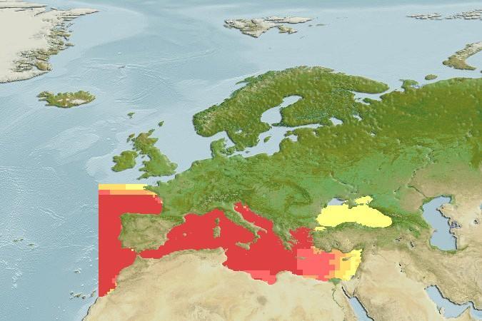 Şekil 1.2: Trachurus mediterraneus un dünya daki dağılım alanları (FAO, 2008). 1.2.3 T. trachurus ve T.
