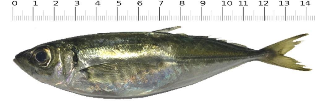 mediterraneus, T trachurus tan yan çizgi üst kolunun kısalığı ve yanal çizgi pullarının küçüklüğü ile ayrılır.