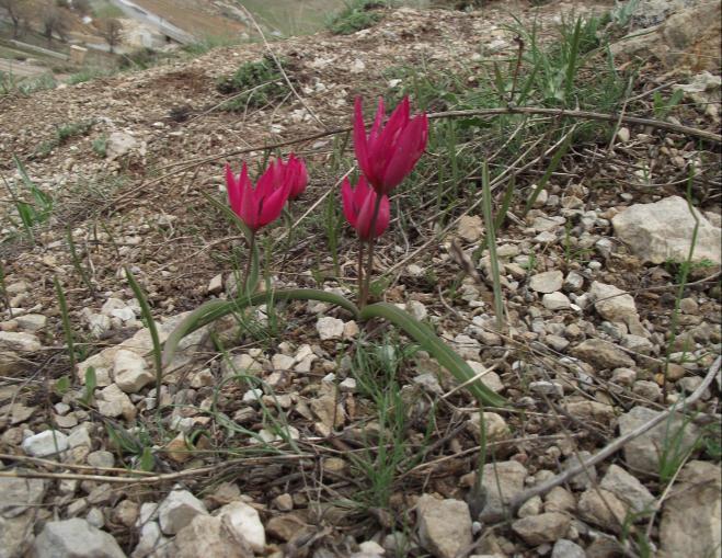 13 parçalarının yarısı kadardır. Ovaryum geniş bir şekilde ters yumurtamsı. Çiçeklenme zamanı Haziran ayıdır. 2. TULIPA L. 1. Tulipa cinnabarina K.