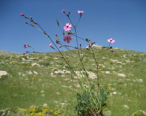 20 4. CARYOPHYLLACEAE 1. SILENE L. 1. Silene duralii Y. Bağcı Y. Bağcı tarafından 2008 yılında Ermenek-Kazancı, Sarıova Platosu ndan bilim dünyasına kazandırılan ve Türk botanikçi Prof. Dr.