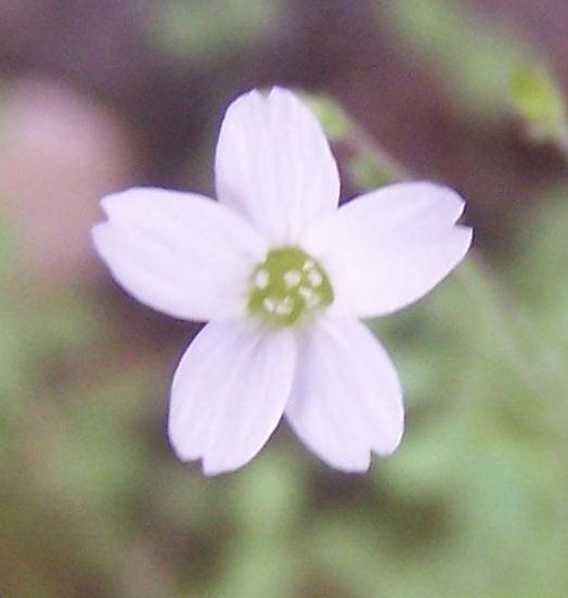 Çiçek durumu 4-10 çiçekli, çok gevşek; brakteler yaprak benzeridir. Pediseller 10-30 mm, ince. Sepaller 3-3,5 mm, mızraksı, belli belirsiz 3-5(- 7) damarlı.