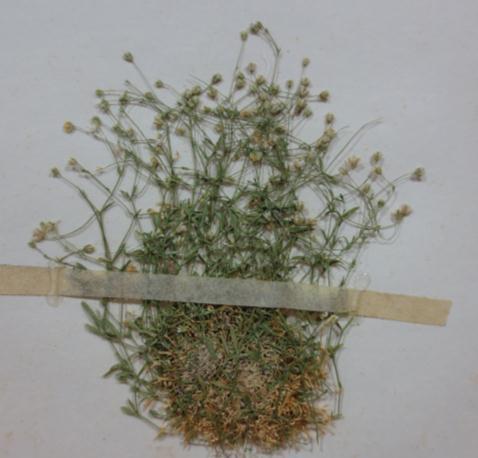 Arenaria angustifolia McNeill İlk kez Davis tarafından toplanan ve McNeill tarafından 1961 yılında yayınlanan endemik bir tür olan, Ermenek ve çevresinde, Haziran-Ağustos