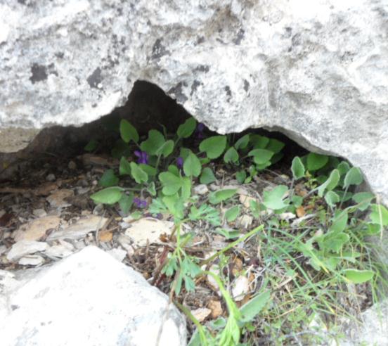 63 20. VIOLACEAE 1. VIOLA L. 1. Viola isaurica Contandr. & Quézel Viola cinsine dahil olan türler halk arasında genellikle menekşe olarak bilinir. İlk kez P. Quézel & J.